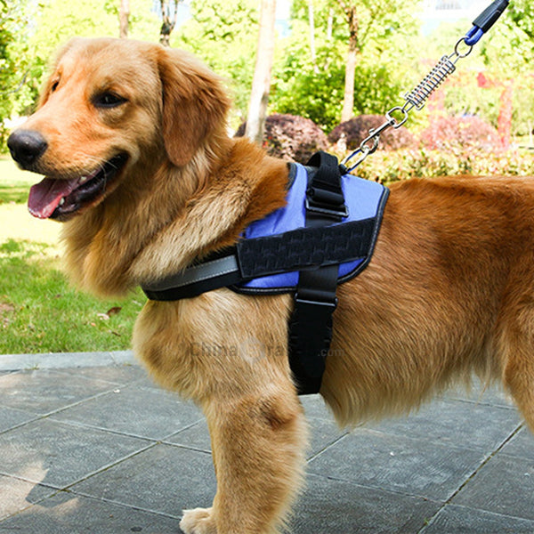 Control Harness For Dog